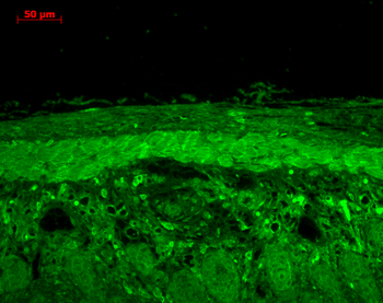 HSP22 Antibody: Biotin