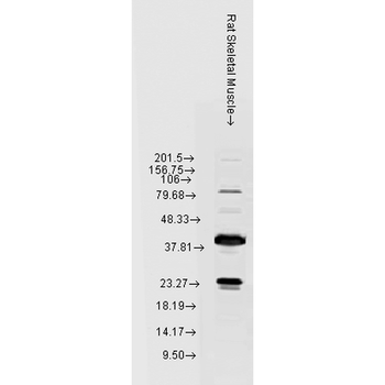 HSP22 Antibody: FITC