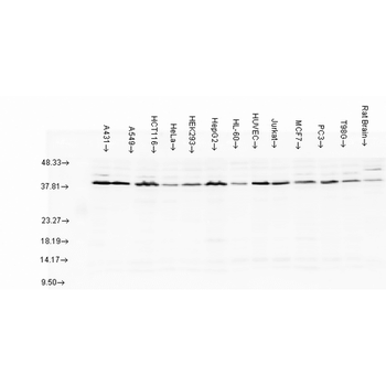AHA1 Antibody: PerCP