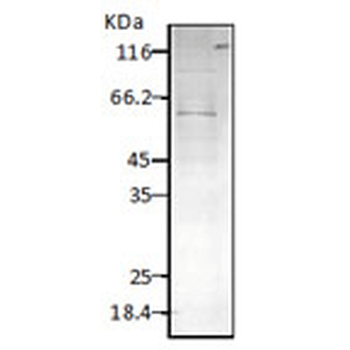 HSP60 (P. falciparum) Antibody (APC)