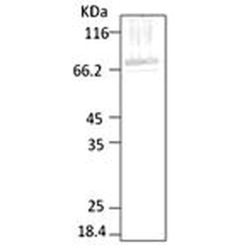 HSP70 (P. falciparum) Antibody (APC)