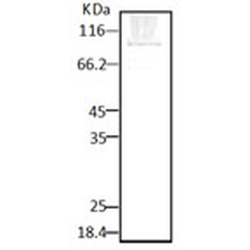 HSP90 (P. falciparum) Antibody: Biotin