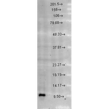 Cpn10 Antibody (FITC)
