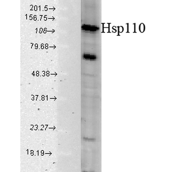 HSP110 Antibody (Biotin)