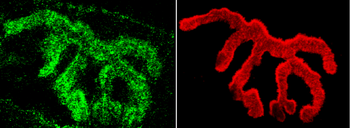Piccolo Antibody (APC)