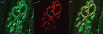 Bassoon Antibody (APC)