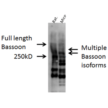 Bassoon Antibody (Biotin)