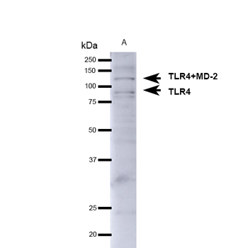 TLR4 Antibody (HRP)