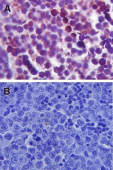 TLR4 Antibody (HRP)