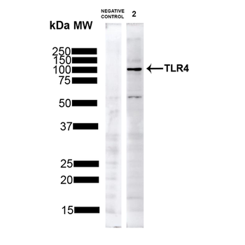 TLR4 Antibody (PerCP)