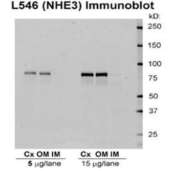 NHE3 Antibody (HRP)