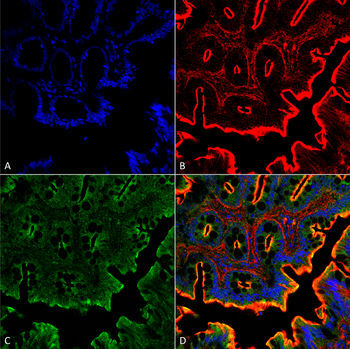 NHE3 Antibody (PerCP)