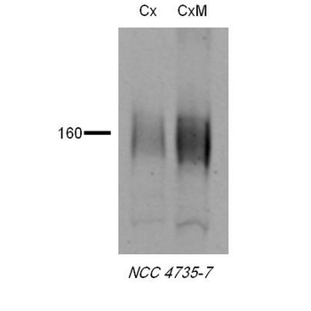 NCC Antibody: APC