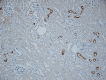 NCC Antibody: Biotin