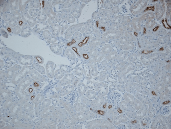 NCC Antibody: FITC