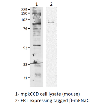 ENaC beta Antibody (APC)