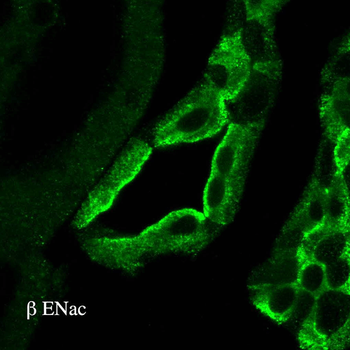 ENaC beta Antibody (PerCP)