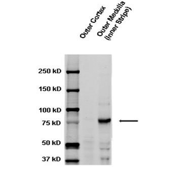 ENaC gamma Antibody (HRP)