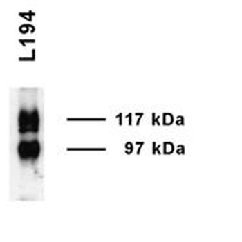 UT-A1 Antibody (APC)