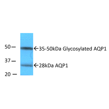 Aquaporin 1 Antibody (RPE)