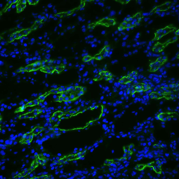Aquaporin 3 Antibody (HRP)