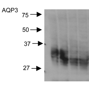 Aquaporin 3 Antibody (HRP)