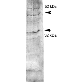Aquaporin 4 Antibody (HRP)