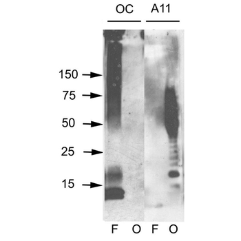 Amyloid Fibrils (OC) Antibody (RPE)