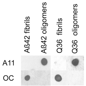 Amyloid Fibrils (OC) Antibody (RPE)