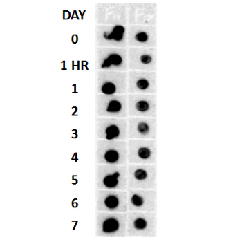 Amyloid Fibrils (OC) Antibody (RPE)