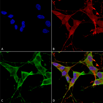 LAR Antibody (FITC)