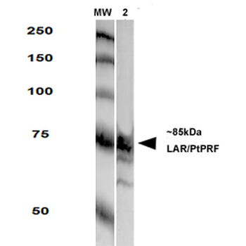 LAR Antibody (PerCP)
