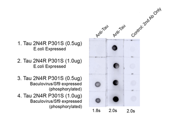 Tau (pThr217) Antibody (FITC)