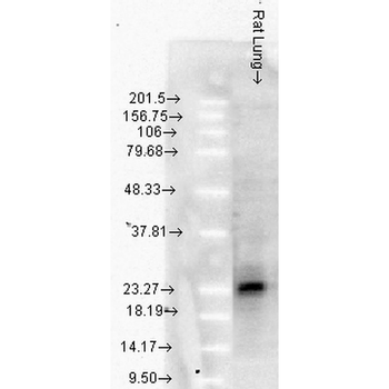 HSP27 Antibody (HRP)