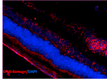 DNA Damage Antibody (APC)