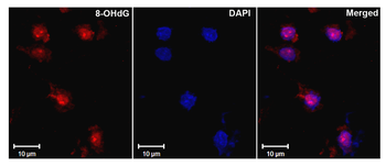 DNA Damage Antibody (APC)