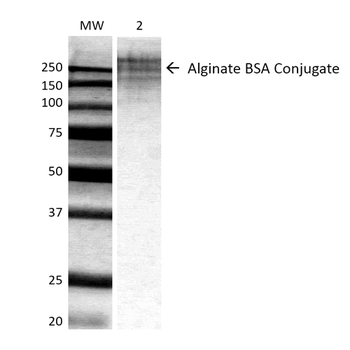 Alginate Antibody (RPE)
