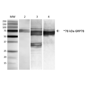 GRP78 Antibody (APC)