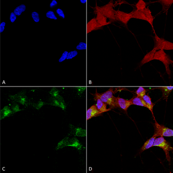 GABA A Receptor Antibody (APC)
