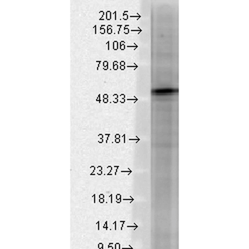 GABA A Receptor Antibody (APC)