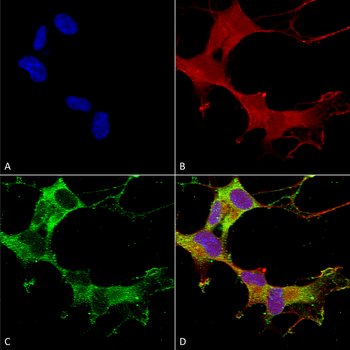 GABA A Receptor Antibody (APC)