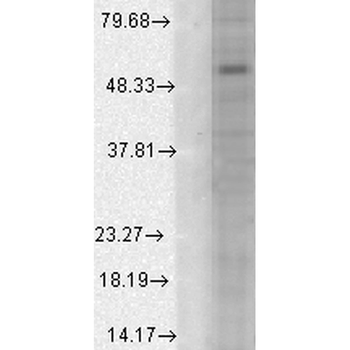GABA A Receptor Antibody (FITC)