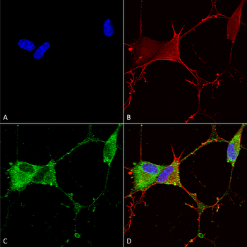 GABA B Receptor 2 Antibody (APC)