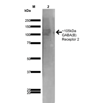 GABA B Receptor 2 Antibody (APC)