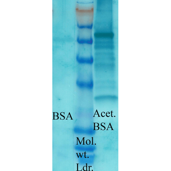Acetylated Lysine Antibody (FITC)