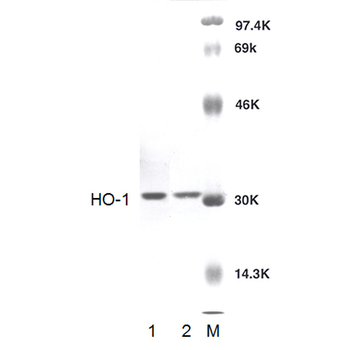 HO-1 Antibody (APC)