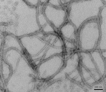 Tau (K18) P301L Mutant Pre-formed Fibrils