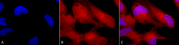 Erk1/2 Antibody