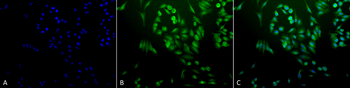 Ubiquitin Antibody