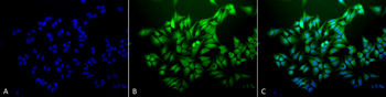 Ubiquitin Antibody